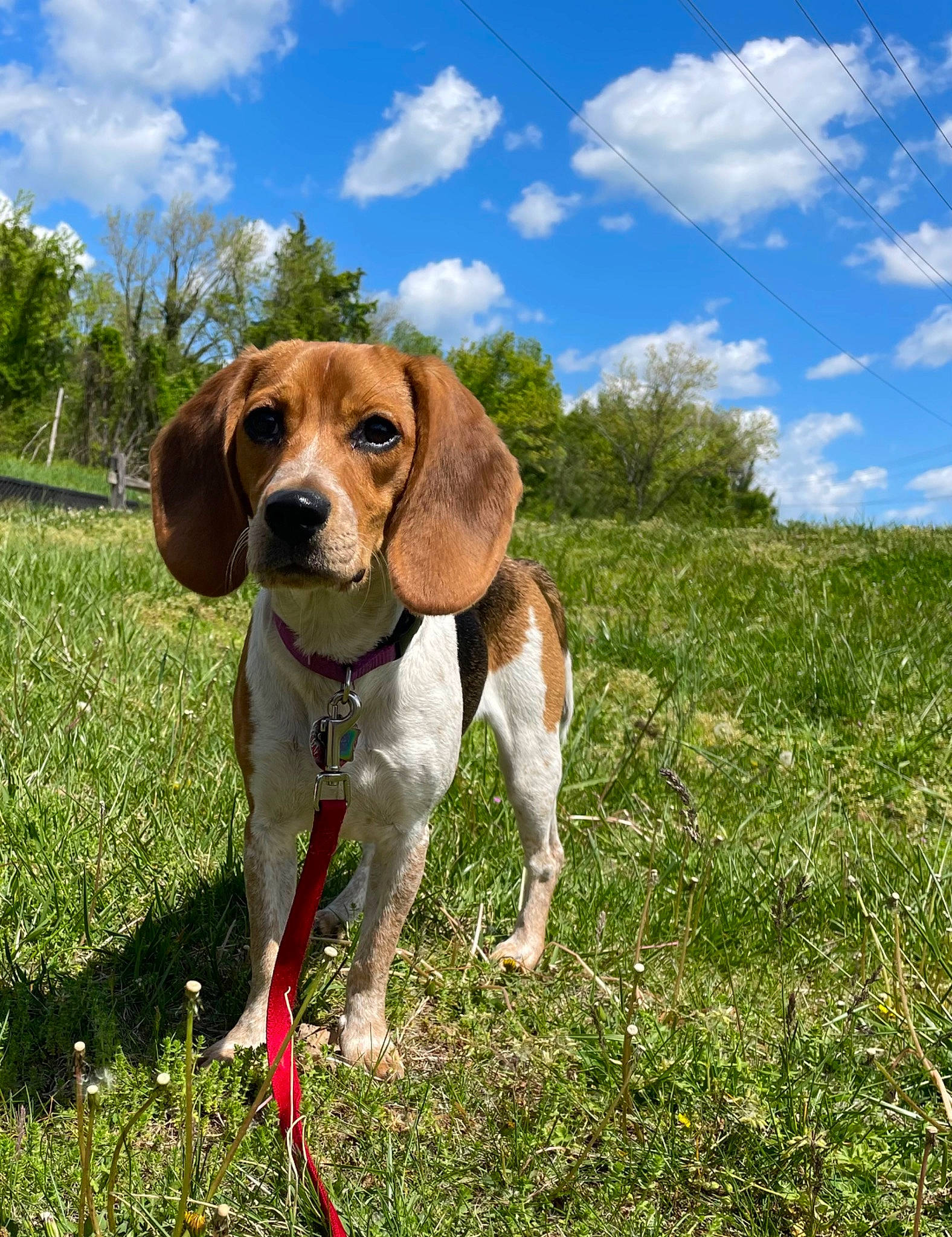 Bailey Jean is registered to the contest to win money with this photo: canidae, carnivore, cloud, collar, companion_dog, dog, dog_breed, fawn, grass, grassland, gun_dog, hound, landscape, liver, pet_supply, plant, prairie, sky, sporting_group, tree