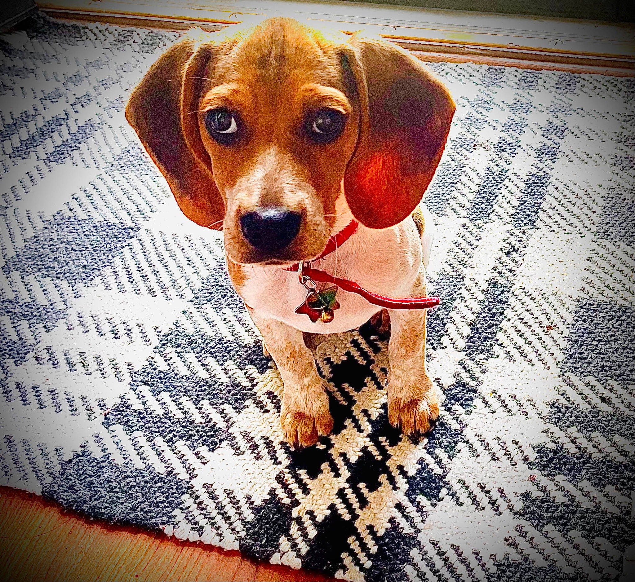 Bailey Jean joined the competition — help win amazing prizes! canidae, carnivore, circle, companion_dog, dog, dog_breed, dog_supply, fawn, flooring, hound, liver, metal, pattern, pet_supply, rectangle, snout, sporting_group, whiskers, wood, working_animal