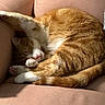 Oliver joined the competition — help win amazing prizes! cat, ginger_cat, white_paws, sleeping, curled_up, couch, indoor, pet, feline, resting, cozy, fur, whiskers, pink_nose, relaxed, animal, home, soft_fabric, paw, tail