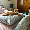 cat, orange_cat, pillow, bed, blanket, quilt, bedspread, furniture, nightstand, portrait, painting, wooden_closet, room, indoor, pet, animal, relaxed, cozy, sleeping_area, curious