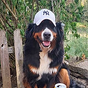 Ruby a rejoint le concours — aidez-le/la à gagner de superbes lots ! dog, bernese_mountain_dog, hat, baseball_cap, white_cap, outdoor, greenery, glass_table, can, beverage, happy, smiling, sitting, fence, wooden_fence, nature, sunlight, pet, animal, chair