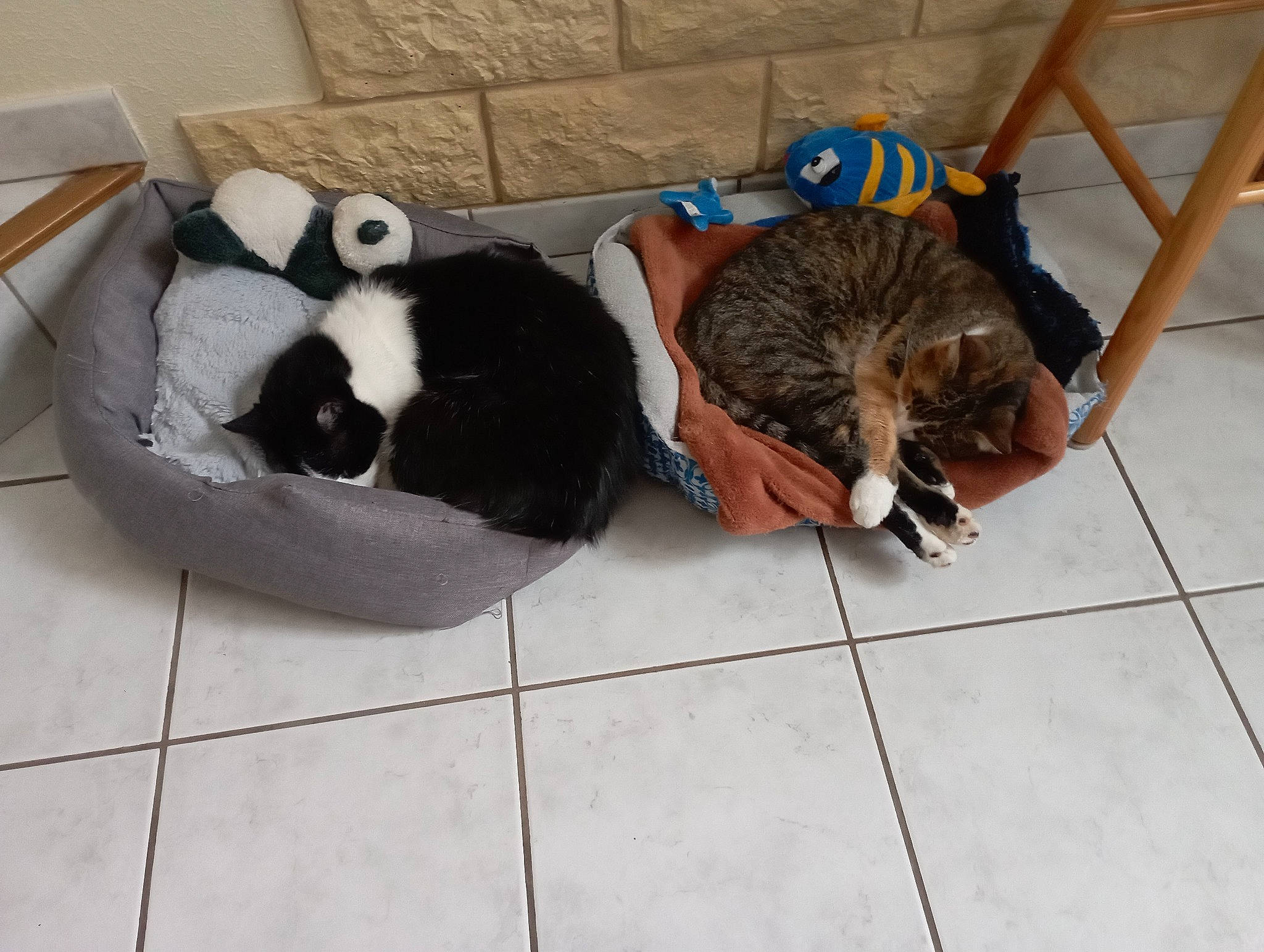 Gribouille Et Maya a rejoint le concours — aidez-le/la à gagner de superbes lots ! bag, carnivore, cat, comfort, companion_dog, dog_breed, fawn, felidae, floor, flooring, fur, luggage_and_bags, panda, pet_supply, small_to_medium_sized_cats, snout, sporting_group, tail, toy, whiskers