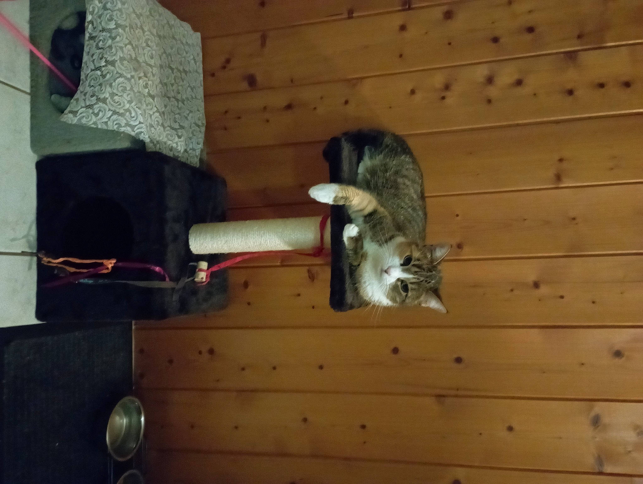 Gribouille Et Maya participe au concours pour gagner de l'argent avec cette photo : carnivore, cat, cat_supply, domestic_short_haired_cat, felidae, fur, hardwood, pet_supply, rodent, room, shelf, small_to_medium_sized_cats, tail, whiskers, wood
