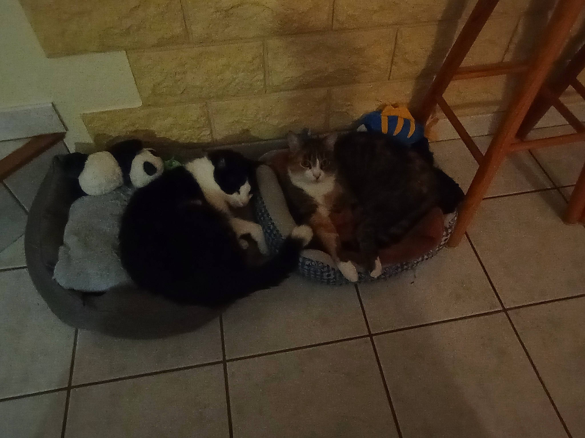 Gribouille Et Maya participe au concours pour gagner de l'argent avec cette photo : canidae, carnivore, comfort, companion_dog, dog, dog_breed, fawn, felidae, floor, flooring, fur, hardwood, paw, pet_supply, small_to_medium_sized_cats, sporting_group, tail, terrestrial_animal, wood, working_animal