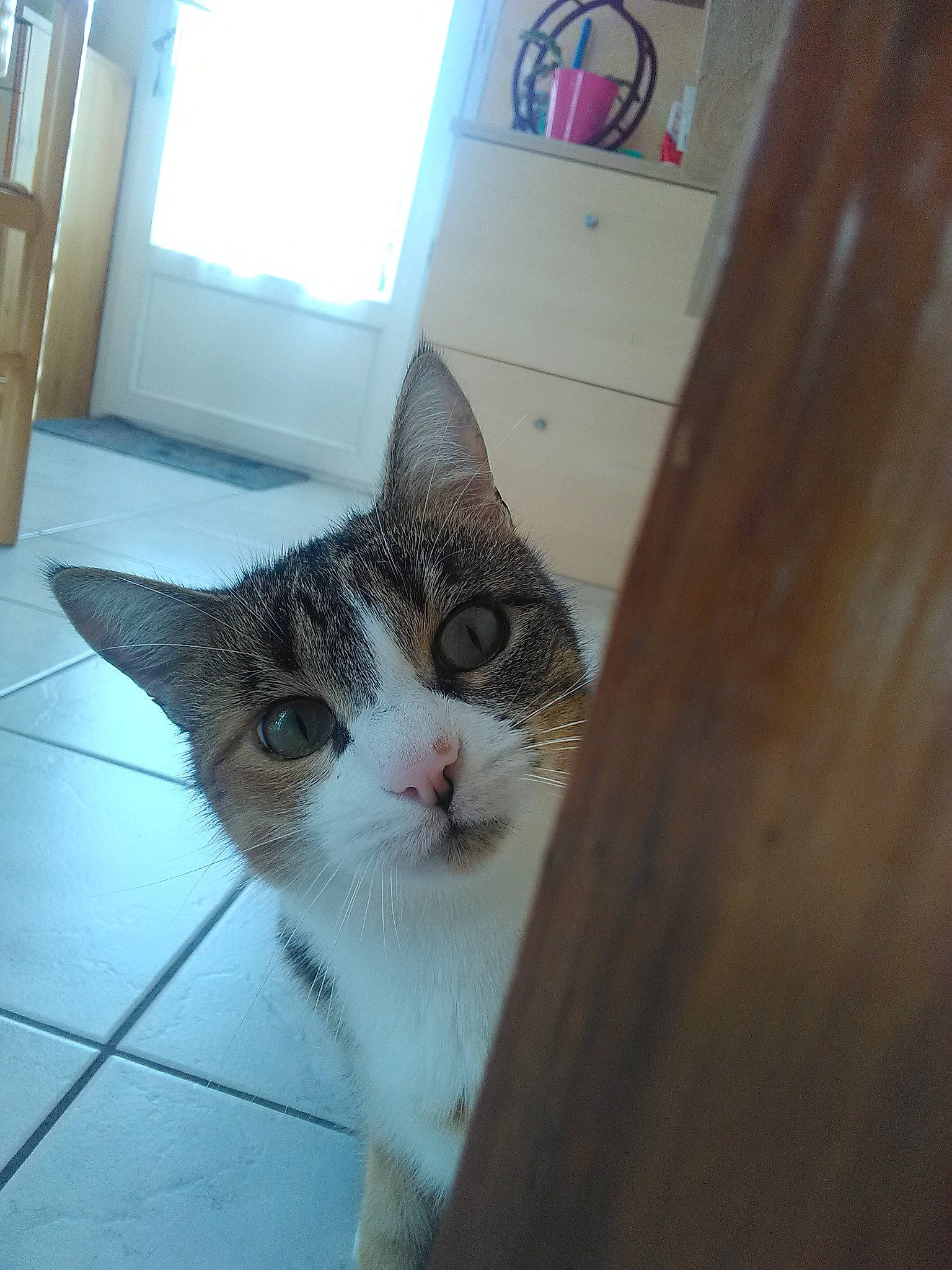 Maya