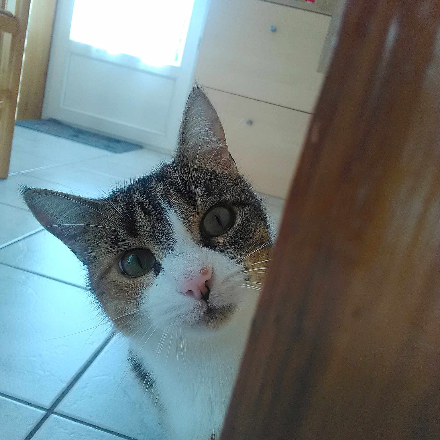 Maya