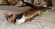 Maya participe au concours pour gagner de l'argent avec cette photo : cat, cats, sleeping, nap, bed, bedding, bedroom, indoor, pets, feline, tabby, calico, fur, cuddling, lying_down, relaxed, red_pillow, white_sheets, cozy, photography
