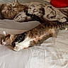 cat, cats, sleeping, nap, bed, bedding, bedroom, indoor, pets, feline, tabby, calico, fur, cuddling, lying_down, relaxed, red_pillow, white_sheets, cozy, photography