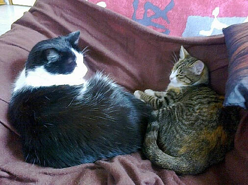 Gribouille a rejoint le concours — aidez-le/la à gagner de superbes lots ! carnivore, cat, cat_bed, domestic_short_haired_cat, european_shorthair, felidae, kitten, mammal, nap, small_to_medium_sized_cats, whiskers