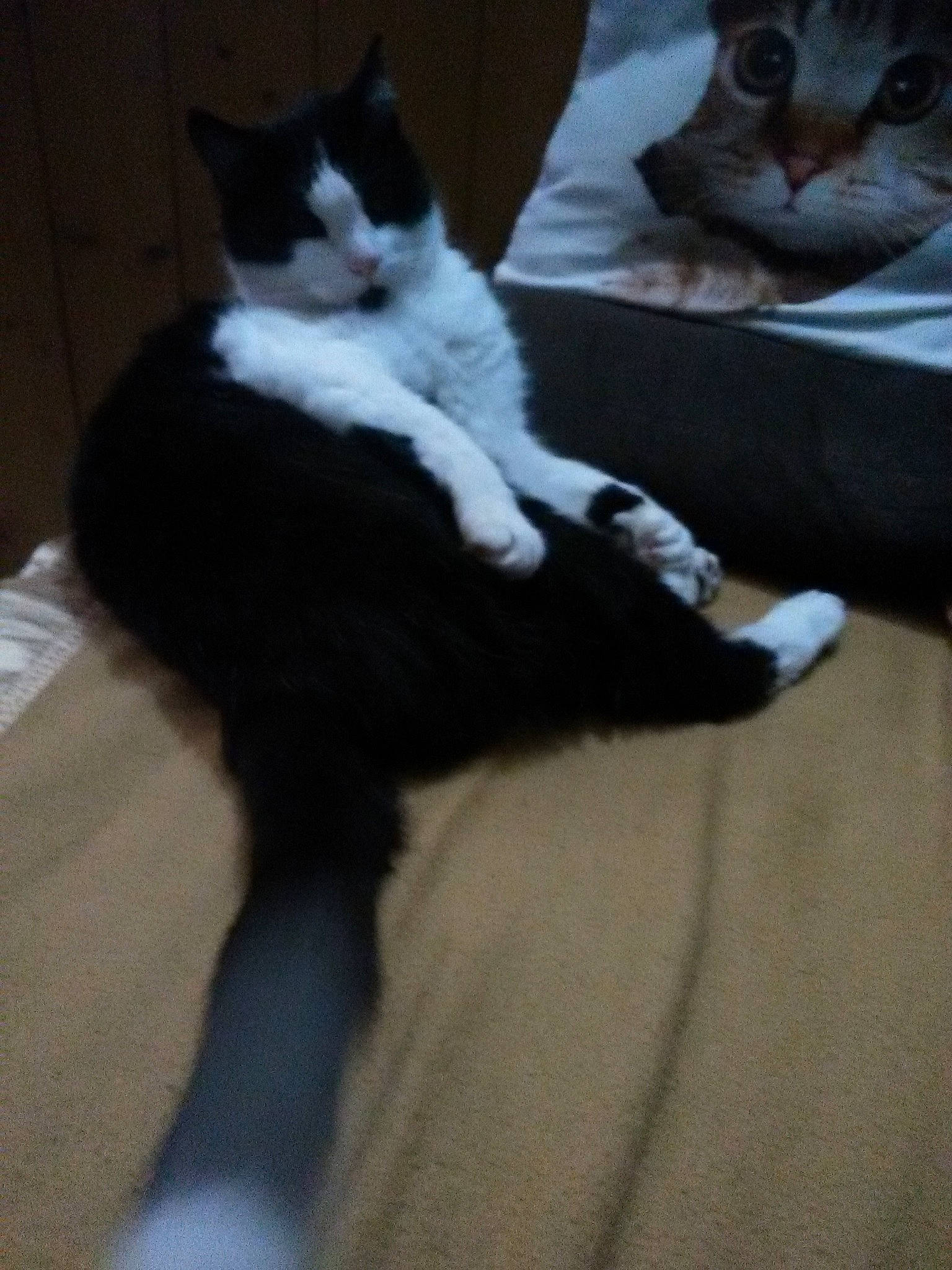Gribouille participe au concours pour gagner de l'argent avec cette photo : aegean_cat, black_and_white, black_cat, carnivore, cat, domestic_short_haired_cat, ear, european_shorthair, felidae, fur, kitten, leg, paw, polydactyl_cat, small_to_medium_sized_cats, tail, whiskers