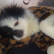Kiddy a rejoint le concours — aidez-le/la à gagner de superbes lots ! puppy, dog, sleeping, blanket, cozy, fur, paw, animal, pet, cute, snuggled, resting, indoor, soft, warm, closeup, black_and_white, brown, fur_pattern, adorable