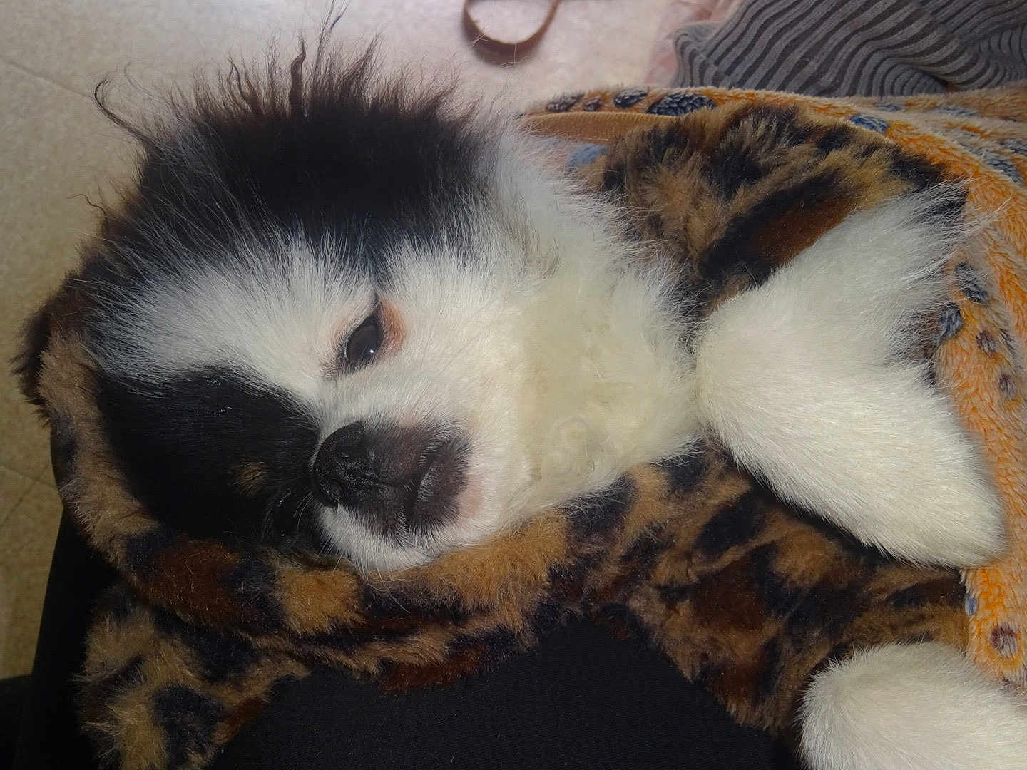 Kiddy a rejoint le concours — aidez-le/la à gagner de superbes lots ! puppy, dog, sleeping, blanket, cozy, fur, paw, animal, pet, cute, snuggled, resting, indoor, soft, warm, closeup, black_and_white, brown, fur_pattern, adorable