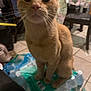 Spiderman is registered to the contest to win money with this photo: cat, orange_cat, indoor, pet, bottled_water, plastic_pack, table, chair, floor, tile_floor, furniture, whiskers, close_up, blurred, domestic_animal, curious, sitting, household, background, eyes