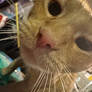 Spiderman is registered to the contest to win money with this photo: cat, close_up, whiskers, nose, curious, indoor, pet, feline, animal, face, fur, eyes, macro, domestic, cute, close, portrait, looking, blurred_background, yellow