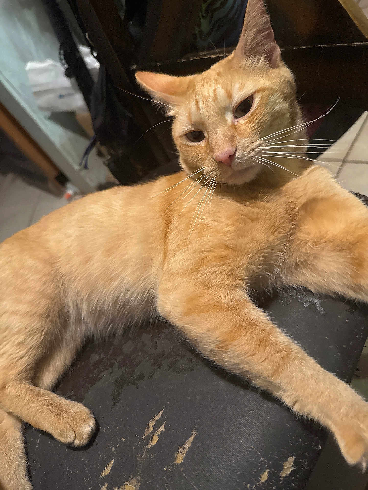 Spiderman joined the competition — help win amazing prizes! cat, orange_tabby, feline, pet, indoor, relaxed, lying_down, whiskers, fur, paw, floor_tiles, chair, worn_surface, curious, animal, mammal, closeup, domestic_animal, resting, sleepy