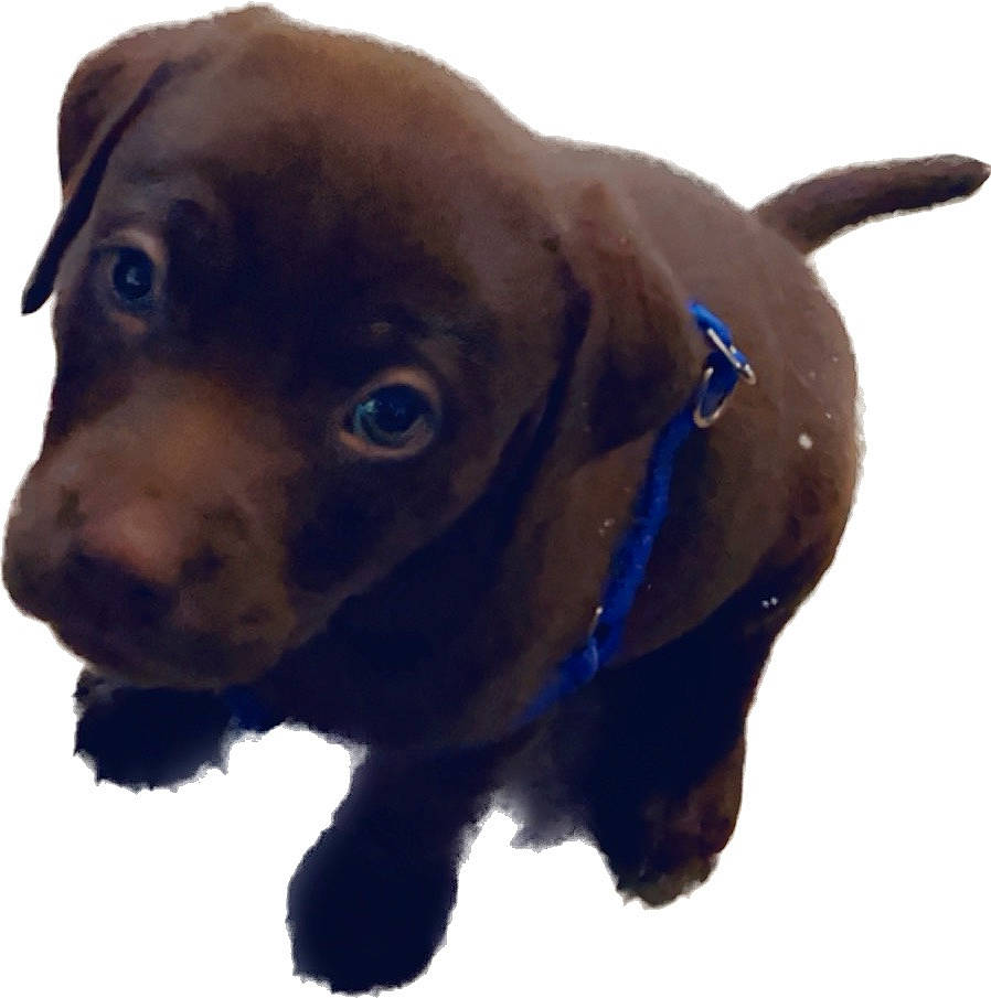 Lola is registered to the contest to win money with this photo: canidae, carnivore, collar, companion_dog, dog, dog_breed, dog_collar, dog_supply, electric_blue, fawn, fur, liver, pet_supply, snout, sporting_group, terrestrial_animal, whiskers, working_animal