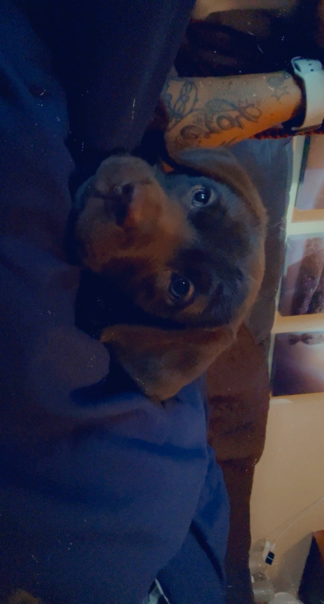 Lola is registered to the contest to win money with this photo: canidae, carnivore, chest, companion_dog, dog, dog_breed, electric_blue, eye, family_car, fawn, flooring, fun, head, jaw, selfie, snout, sporting_group, vehicle_door, visual_arts, working_animal