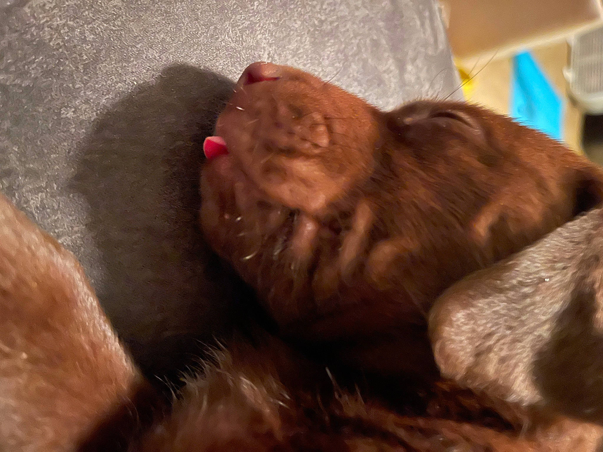 Lola is registered to the contest to win money with this photo: comfort, dog_breed, ear, felidae, flesh, fur, liver, paw, primate, snout, sporting_group, terrestrial_animal, whiskers, wildlife, wrinkle