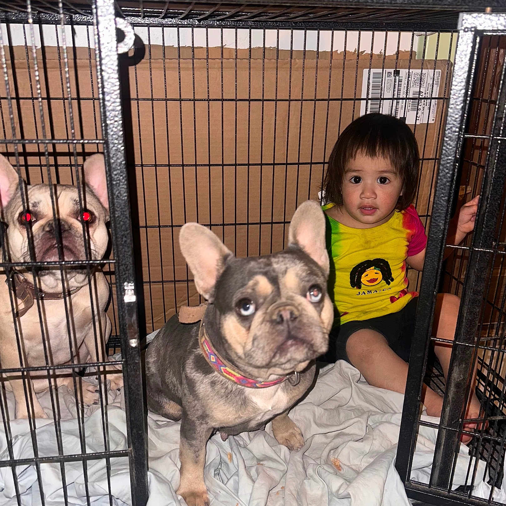 Lucille Sonya Cooper is registered to the contest to win money with this photo: animal, blanket, cage, child, clothing, collar, confined, crate, curious, dog, domestic_animal, face, french_bulldog, fur, indoor, looking_at_camera, pet, playful, toddler, young_child