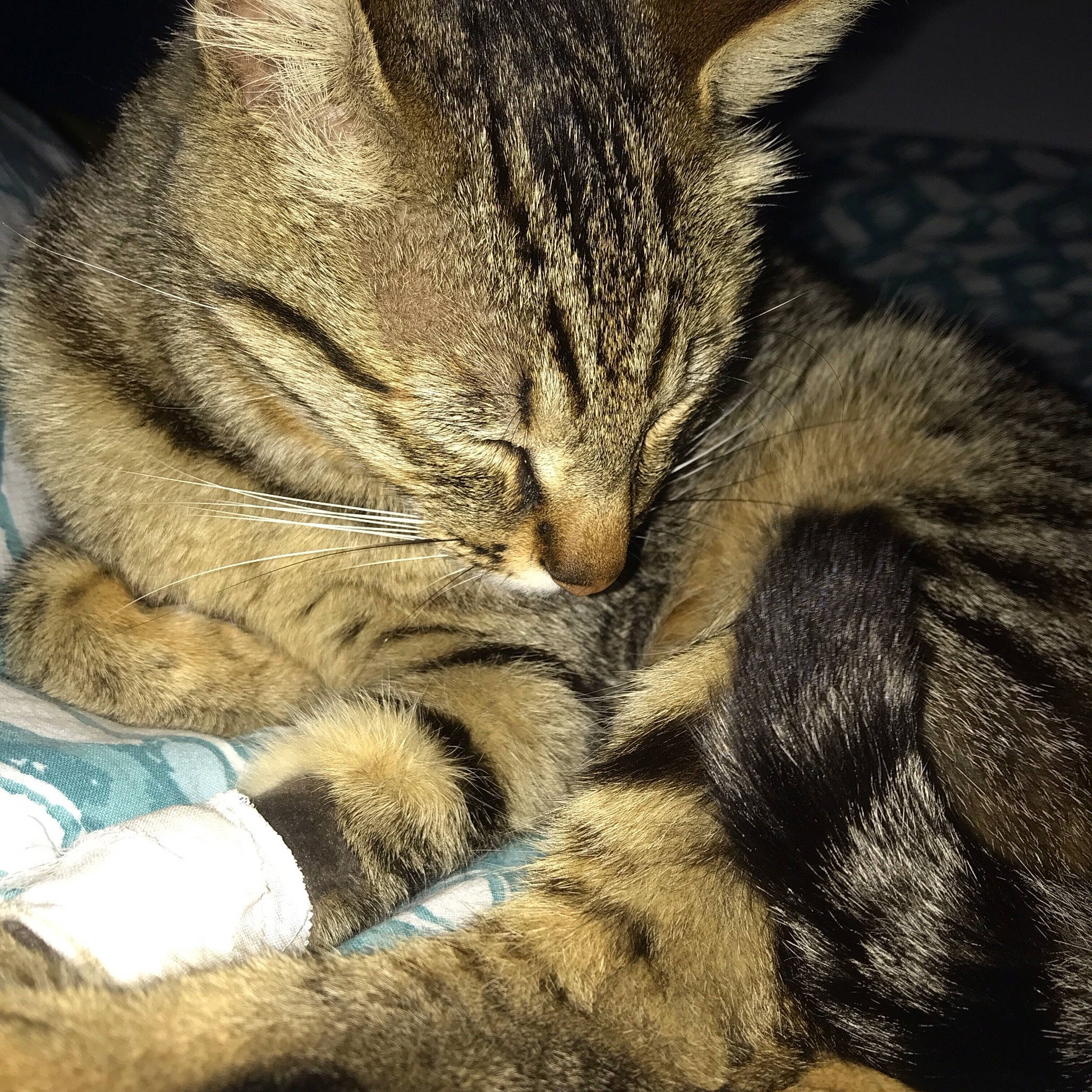 Moka a rejoint le concours — aidez-le/la à gagner de superbes lots ! american_shorthair, asian, california_spangled, carnivore, cat, claw, domestic_short_haired_cat, dragon_li, egyptian_mau, european_shorthair, felidae, fur, kitten, ocicat, paw, pixie_bob, small_to_medium_sized_cats, snout, tabby_cat, whiskers