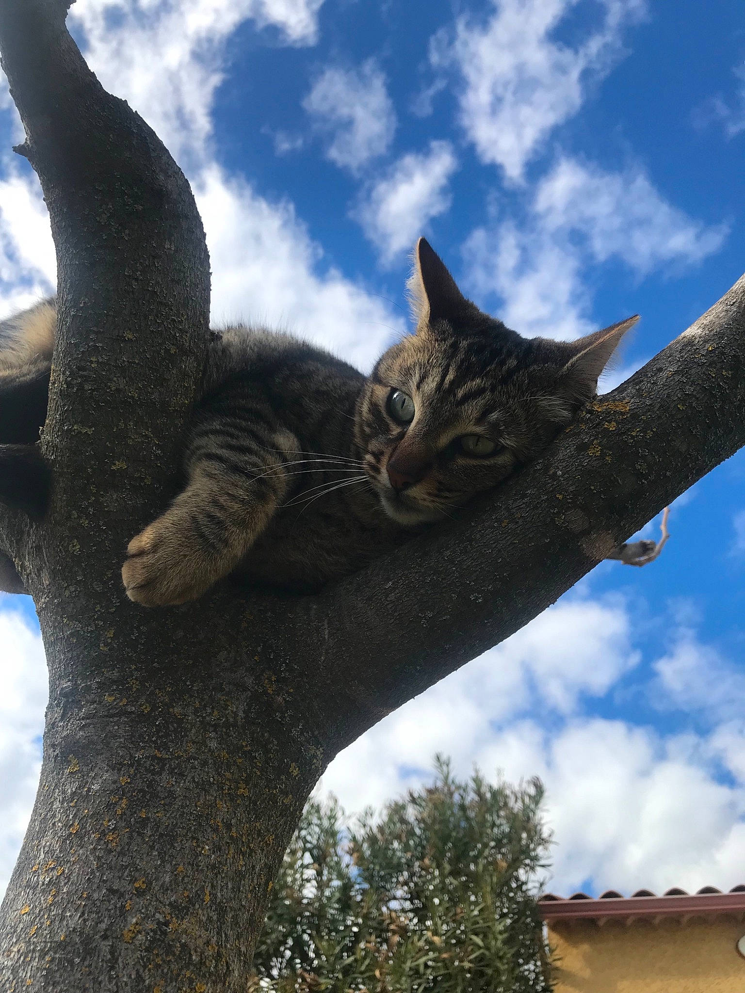 Moka participe au concours pour gagner de l'argent avec cette photo : branch, cat, cloud, domestic_short_haired_cat, felidae, plant, sky, small_to_medium_sized_cats, tail, tree, trunk, whiskers, woody_plant