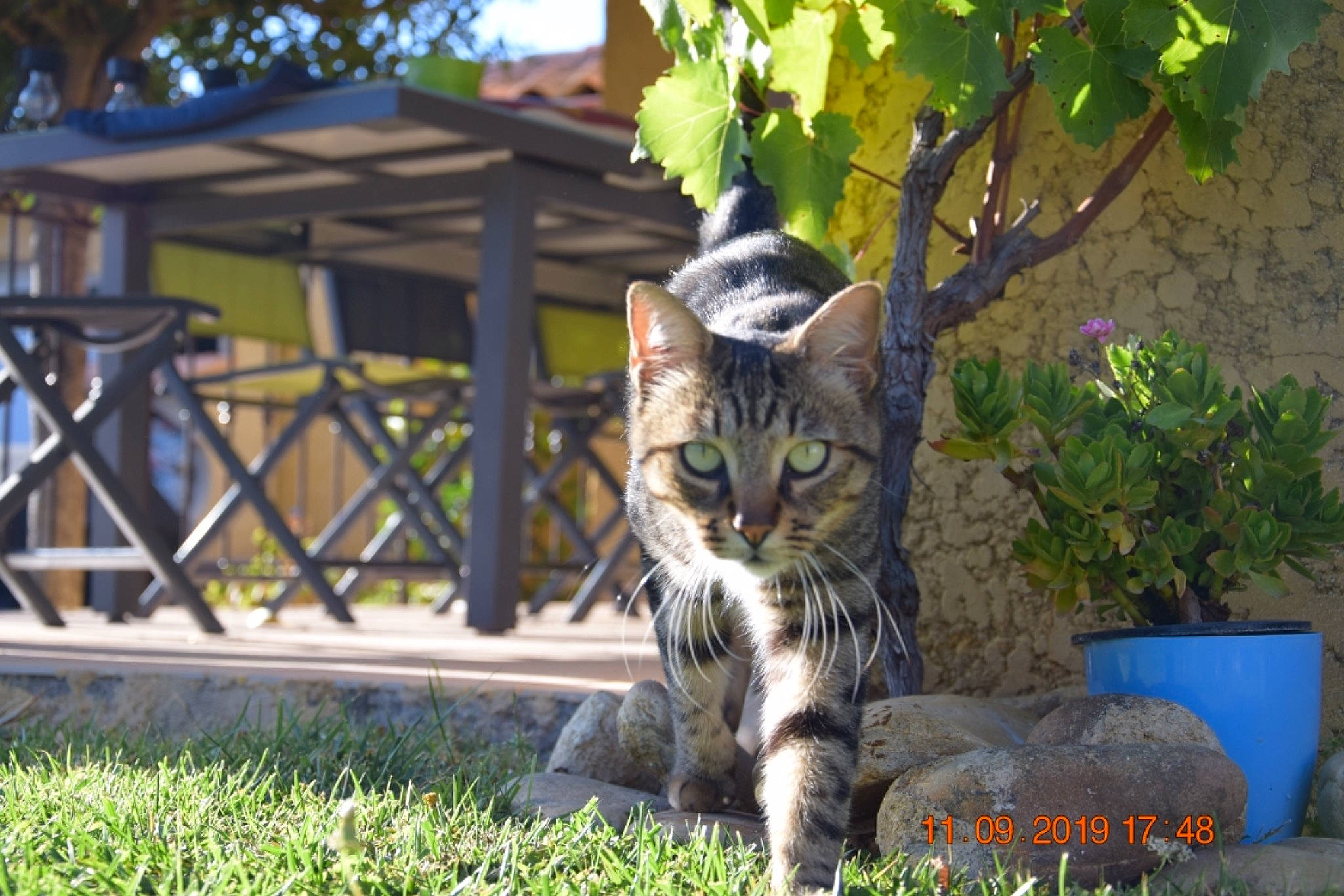 Moka participe au concours pour gagner de l'argent avec cette photo : aegean_cat, asian, bengal, bobcat, carnivore, cat, domestic_short_haired_cat, dragon_li, european_shorthair, felidae, lynx, mammal, rusty_spotted_cat, small_to_medium_sized_cats, tabby_cat, terrestrial_animal, vertebrate, whiskers, wild_cat, wildlife