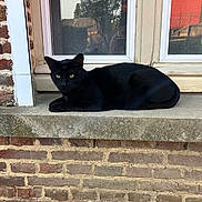 Yoda participe au concours pour gagner de l'argent avec cette photo : animal, architecture, black_cat, brick_wall, calm, cat, concrete, daylight, feline, green_eyes, mammal, nature, outdoor, pet, reflection, resting, sitting, urban, window, window_ledge