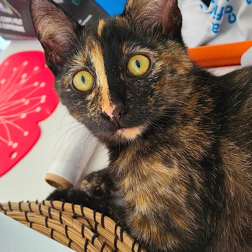 Izou a rejoint le concours — aidez-le/la à gagner de superbes lots ! abyssinian, animal, cat, computer, computerhardware, computerkeyboard, desk, electronics, flower, furniture, hardware, kitten, laptop, manx, monitor, pc, pet, plant, screen, table