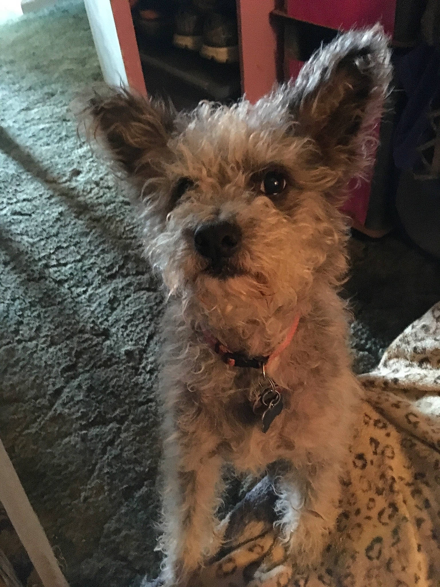 Pebbles joined the competition — help win amazing prizes! biewer_terrier, canidae, carnivore, collar, companion_dog, dog, dog_breed, dog_supply, fawn, fur, liver, small_terrier, snout, sporting_group, terrestrial_animal, terrier, toy_dog, wood, working_animal, yorkipoo
