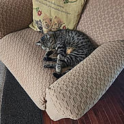 Luna is registered to the contest to win money with this photo: animal, armchair, carpet, cat, cozy, cute, decor, furniture, home, indoor, knitted_pillow, patterned_fabric, peaceful, pet, pillow, relaxation, resting, sleeping, tabby_cat, wooden_floor