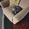 Luna is registered to the contest to win money with this photo: animal, armchair, carpet, cat, comfort, cozy, cute, decorative_pillow, furniture, home, illustration, indoor, pattern, pet, relaxed, resting, sleeping, tabby_cat, textile, wooden_floor