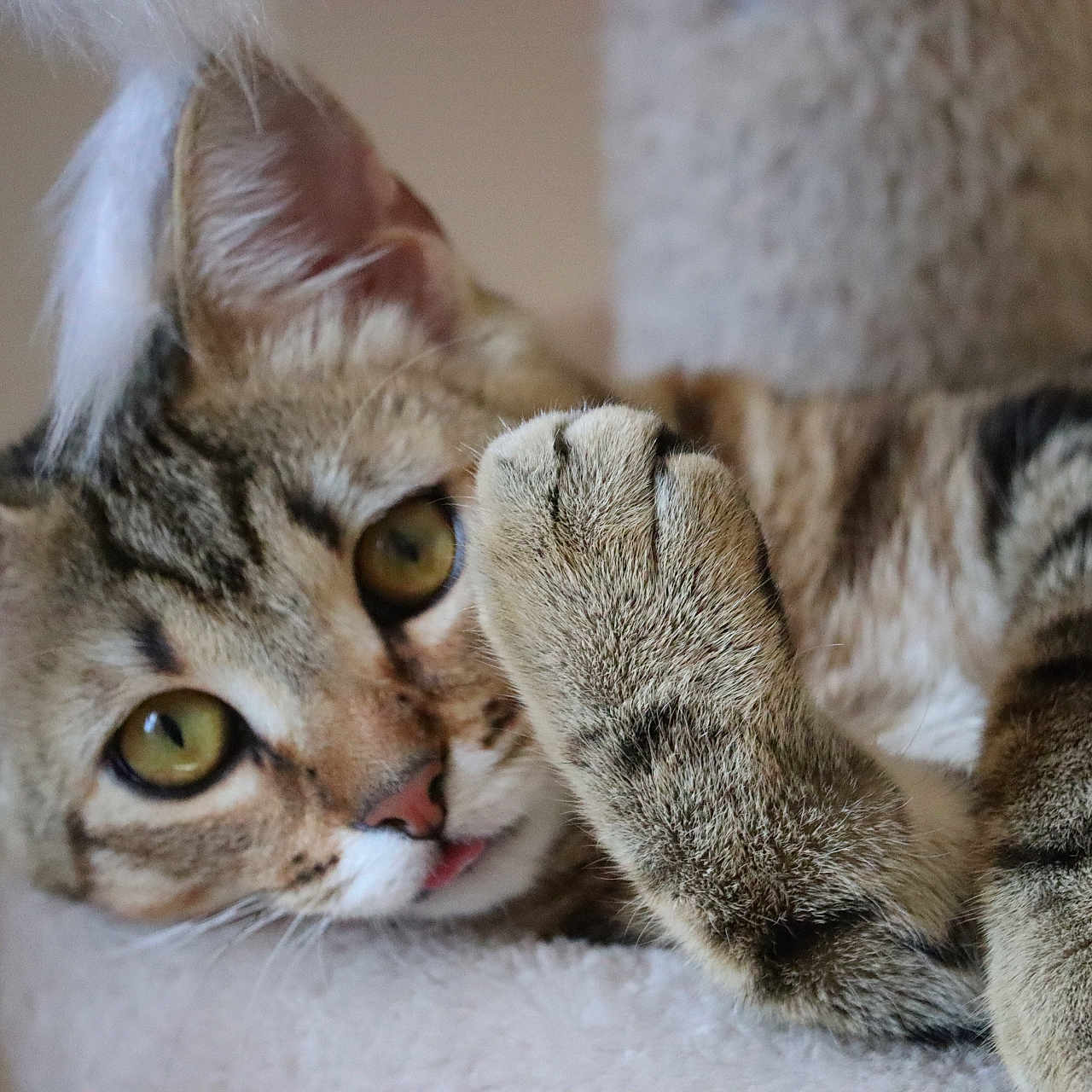 June participe au concours pour gagner de l'argent avec cette photo : abyssinian, animal, cat, egyptiancat, kitten, manx, pet