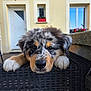 puppy, dog, animal, pet, cute, fluffy, face, ears, paws, outdoor, home, window, door, wicker, resting, closeup, brown, black, white, expression