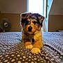 puppy, dog, bed, blanket, polka_dot, indoor, window, fan, collar, pet, cute, fur, animal, resting, looking, front_view, domestic, young, cozy, home