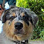 dog, puppy, australian_shepherd, outdoor, greenery, person, thumbs_up, collar, fur, face, nature, street, daylight, trees, plants, sidewalk, house, sky, portrait, cute