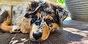 Akin a rejoint le concours — aidez-le/la à gagner de superbes lots ! puppy, dog, close_up, outdoor, wooden_deck, fur, animal, pet, cute, lying_down, tricolor, ears, nose, eyes, sunlight, shadows, plant_pot, nature, portrait, young