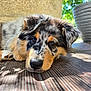 puppy, dog, close_up, outdoor, wooden_deck, fur, animal, pet, cute, lying_down, tricolor, ears, nose, eyes, sunlight, shadows, plant_pot, nature, portrait, young