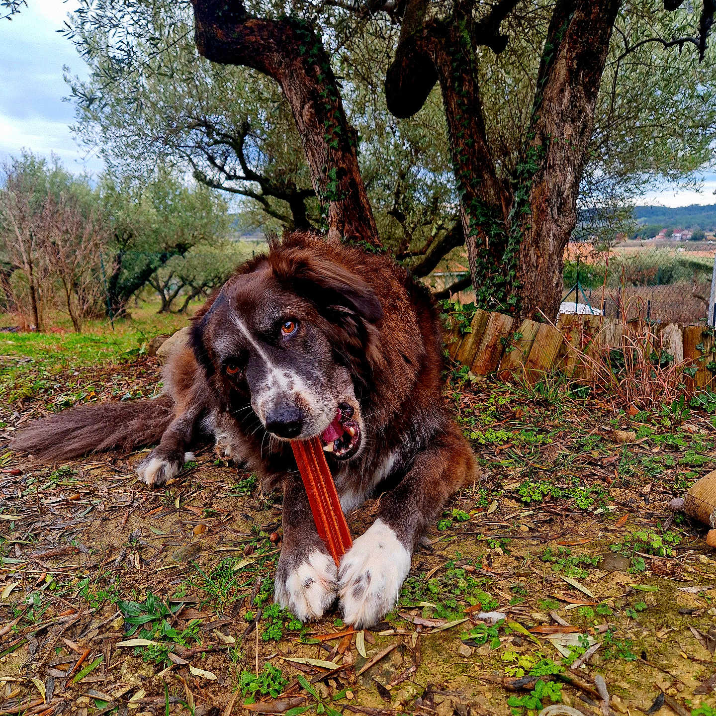 Maya a rejoint le concours — aidez-le/la à gagner de superbes lots ! animal, brown_fur, canine, chewing, daylight, dog, earth, forest, grass, leaves, lying_down, nature, outdoor, pet, relaxed, rural, treat, trees, white_paws, wooden_fence