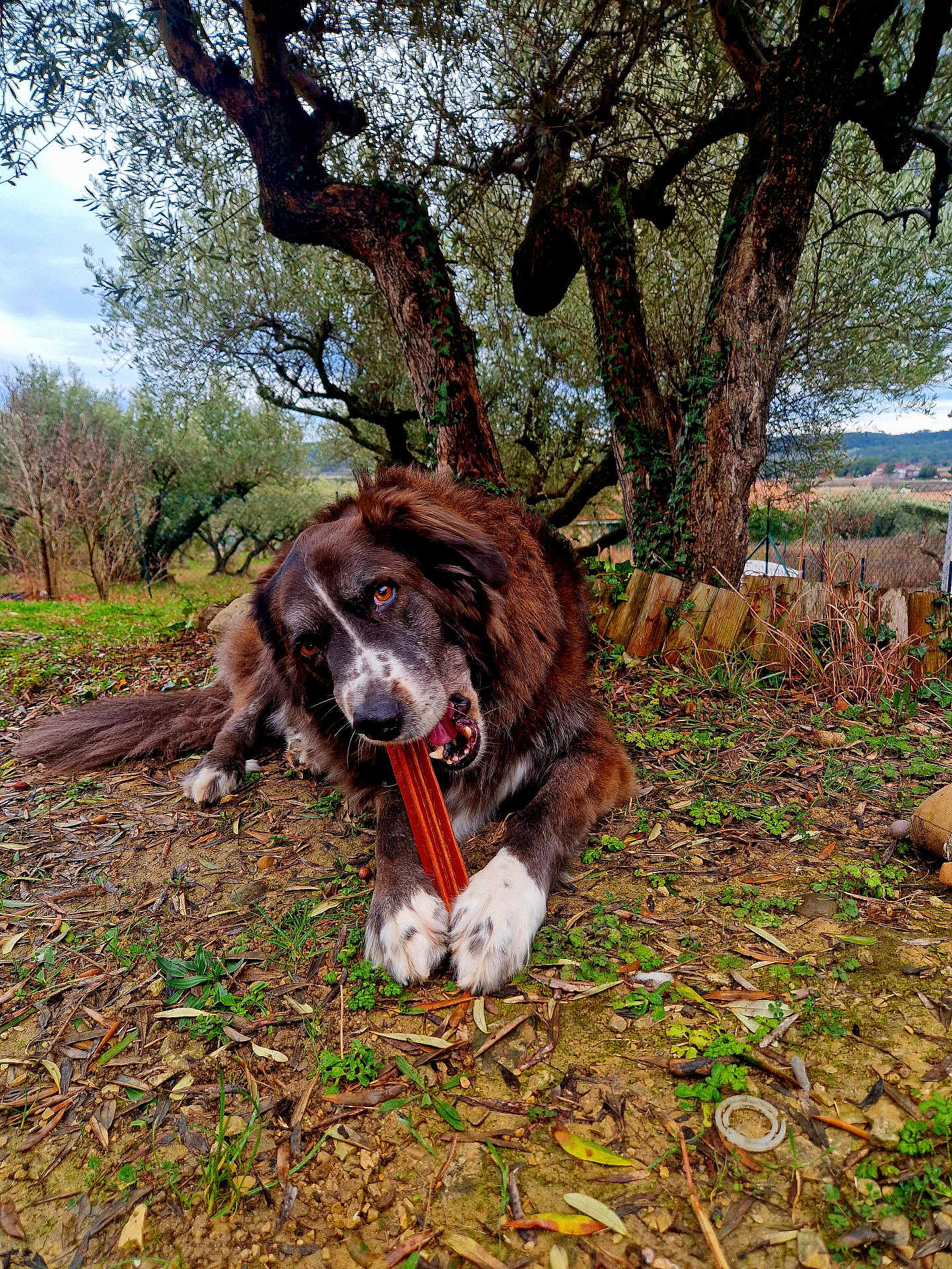 Maya a rejoint le concours — aidez-le/la à gagner de superbes lots ! dog, outdoor, nature, trees, grass, brown_fur, white_paws, chewing, treat, animal, pet, canine, rural, earth, leaves, wooden_fence, relaxed, lying_down, forest, daylight