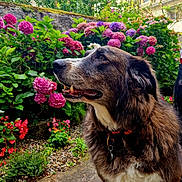 Maya a rejoint le concours — aidez-le/la à gagner de superbes lots ! dog, pet, outdoor, garden, flowers, pink_flowers, purple_flowers, red_flowers, greenery, collar, fur, side_view, stone_path, nature, daylight, plant, bush, animal, canine, closeup