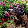dog, pet, outdoor, garden, flowers, pink_flowers, purple_flowers, red_flowers, greenery, collar, fur, side_view, stone_path, nature, daylight, plant, bush, animal, canine, closeup