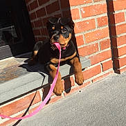 Jada is registered to the contest to win money with this photo: animal, brick_wall, chewing, collar, concrete, curious, dog, doorstep, front_paws, leash, outdoor, pet, pink_leash, playful, puppy, resting, rottweiler, shadow, sunlight, young_dog