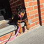 animal, brick_wall, chewing, collar, concrete, curious, dog, doorstep, front_paws, leash, outdoor, pet, pink_leash, playful, puppy, resting, rottweiler, shadow, sunlight, young_dog