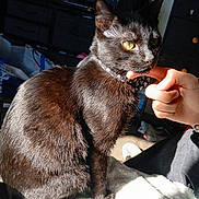 Chico joined the competition — help win amazing prizes! cat, black_cat, pet, indoor, yellow_eyes, person, hand, finger, blanket, furniture, cabinet, shelf, sunlight, shadow, cozy, domestic, animal, fur, closeup, nibble