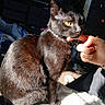 cat, black_cat, pet, indoor, yellow_eyes, person, hand, finger, blanket, furniture, cabinet, shelf, sunlight, shadow, cozy, domestic, animal, fur, closeup, nibble