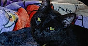 Chico joined the competition — help win amazing prizes! black_cat, cat, pet, indoor, bed, blanket, colorful_blanket, yellow_eyes, cozy, feline, resting, lamp_light, floral_pattern, basketball_pattern, domestic_animal, fur, animal_portrait, household, comfort, relaxation
