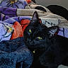 black_cat, cat, pet, indoor, bed, blanket, colorful_blanket, yellow_eyes, cozy, feline, resting, lamp_light, floral_pattern, basketball_pattern, domestic_animal, fur, animal_portrait, household, comfort, relaxation