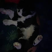 Ryuk a rejoint le concours — aidez-le/la à gagner de superbes lots ! cat, black_and_white, lying_down, paws, dark, low_light, indoor, sleeping, fur, pet, animal, resting, cozy, soft, cute, whiskers, claws, quiet, relaxed, feline