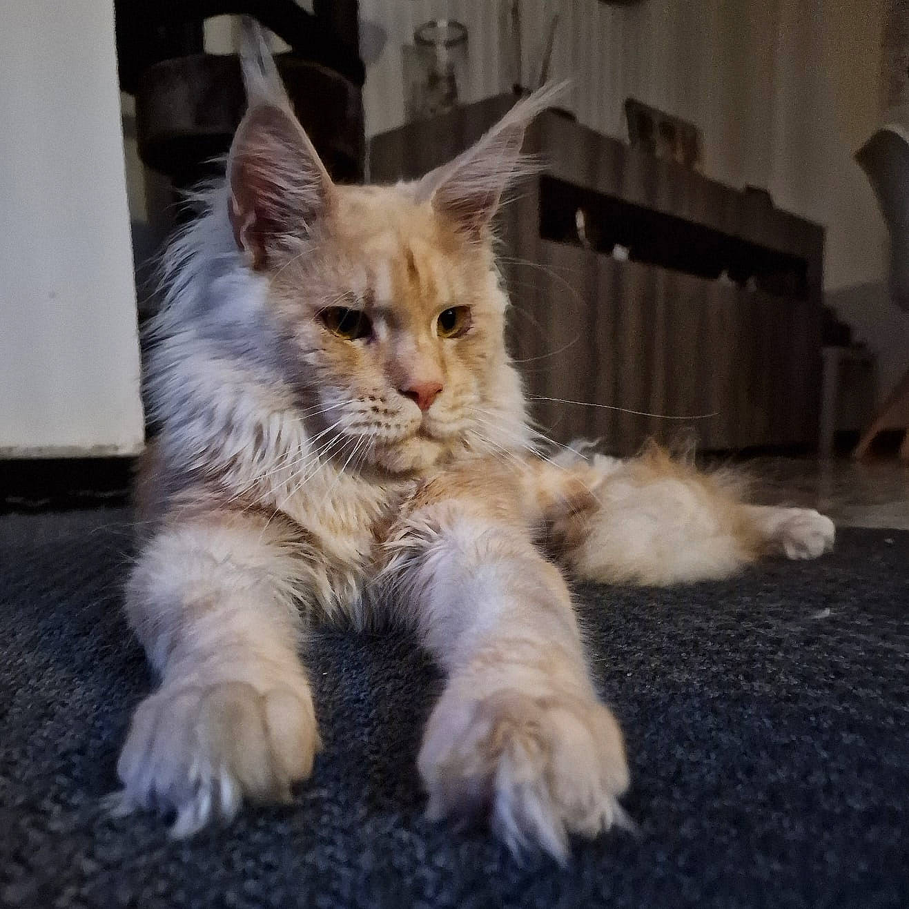 Tatooine a rejoint le concours — aidez-le/la à gagner de superbes lots ! carnivore, cat, claw, comfort, domestic_short_haired_cat, fawn, felidae, flooring, fur, paw, road_surface, small_to_medium_sized_cats, snout, tail, whiskers, wood