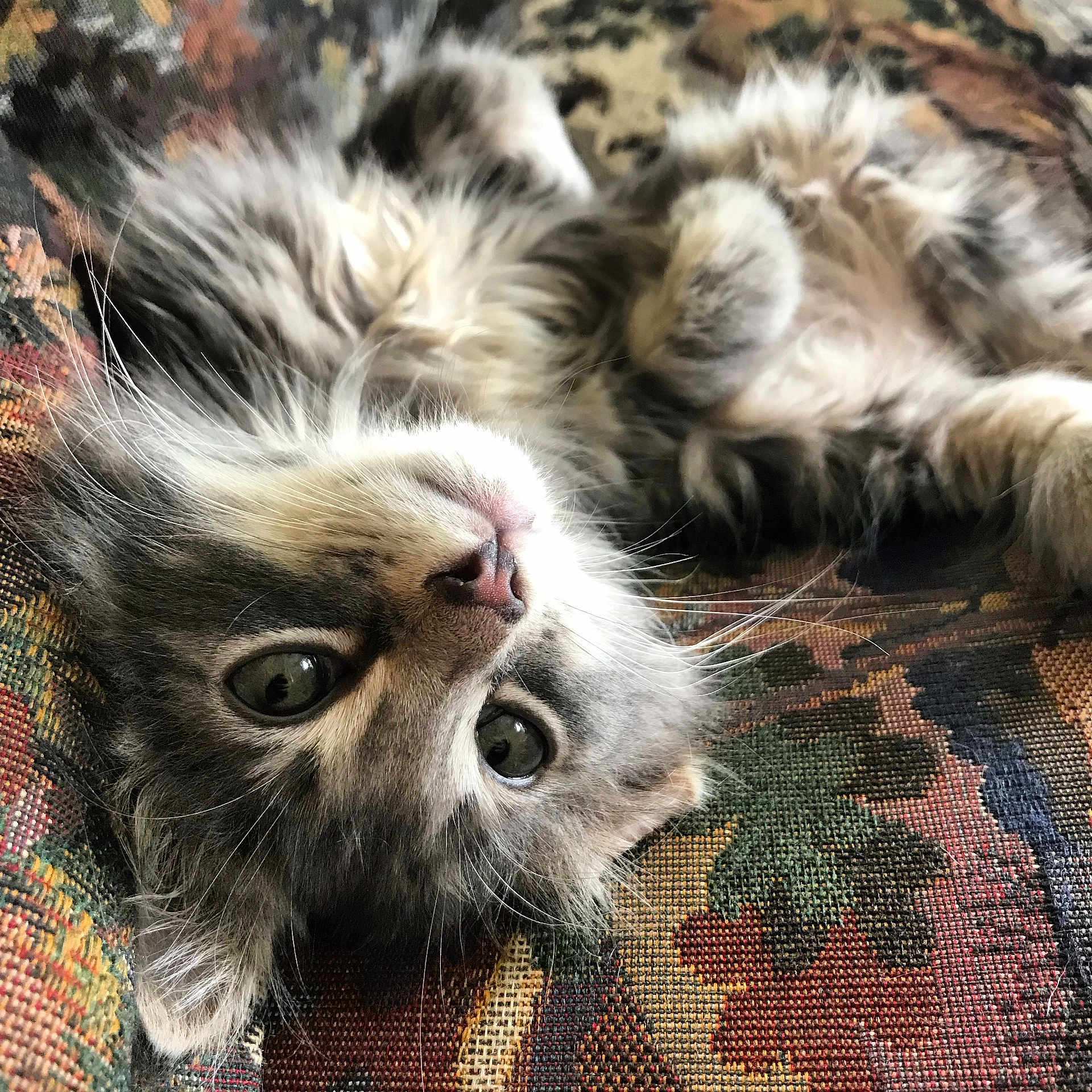 Kevin joined the competition — help win amazing prizes! cat, tabby, fluffy, lying_down, upside_down, whiskers, pink_nose, curious, relaxed, close_up, indoor, patterned_fabric, soft_fur, pet, animal, cute, feline, domestic_cat, resting, portrait